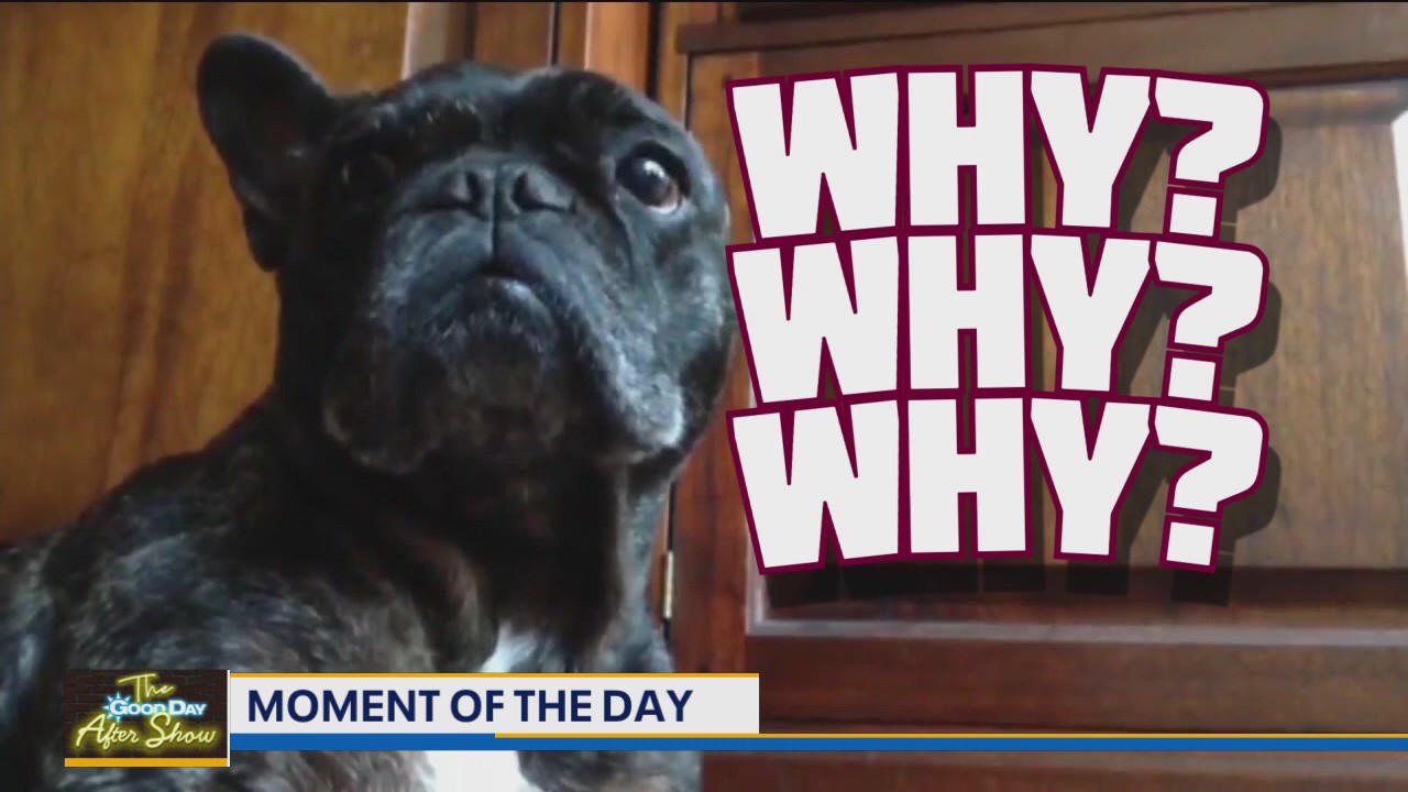 Moment of the Day: French Bulldog