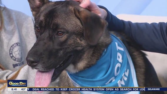 Rescue Me: Adopt Roman