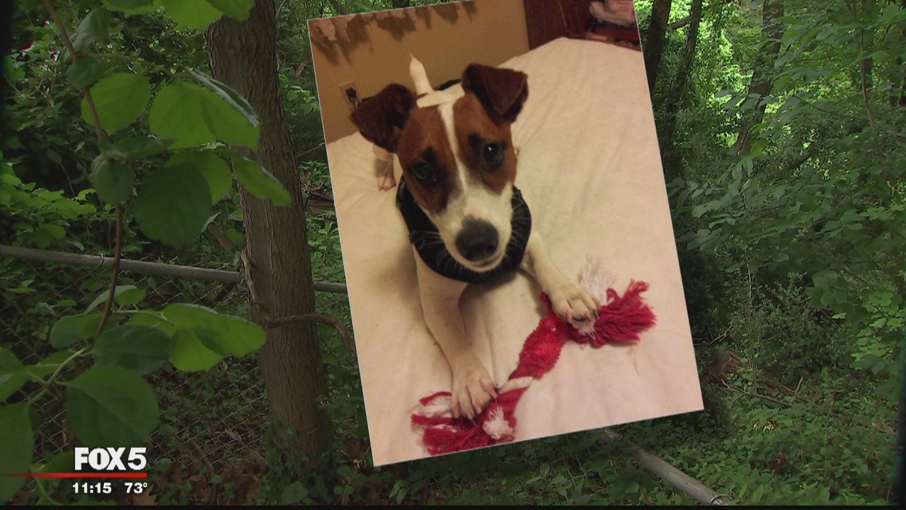 Dog killed by coyote in Fairfax County