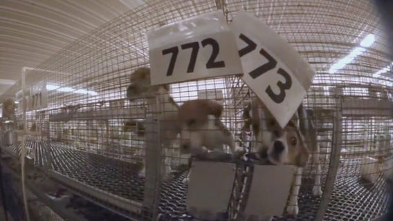 Breeder sues activists, judge hears arguments