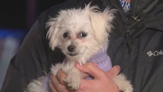 Brewers fan 'Maggie' gives fans hope amid Game 2