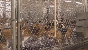 Wisconsin dog breeding farm under scrutiny
