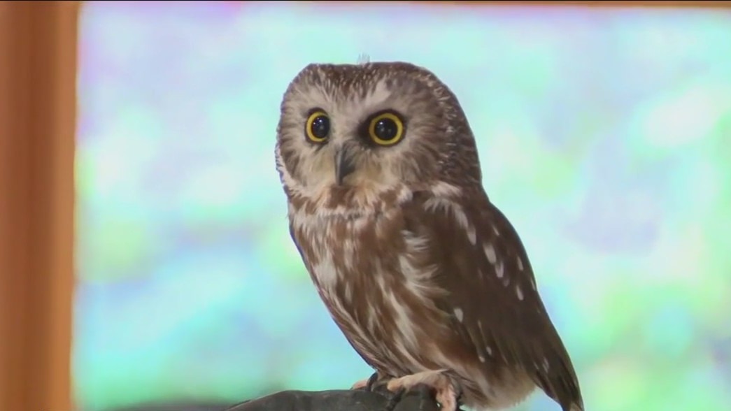 Learning about raptors, like owls