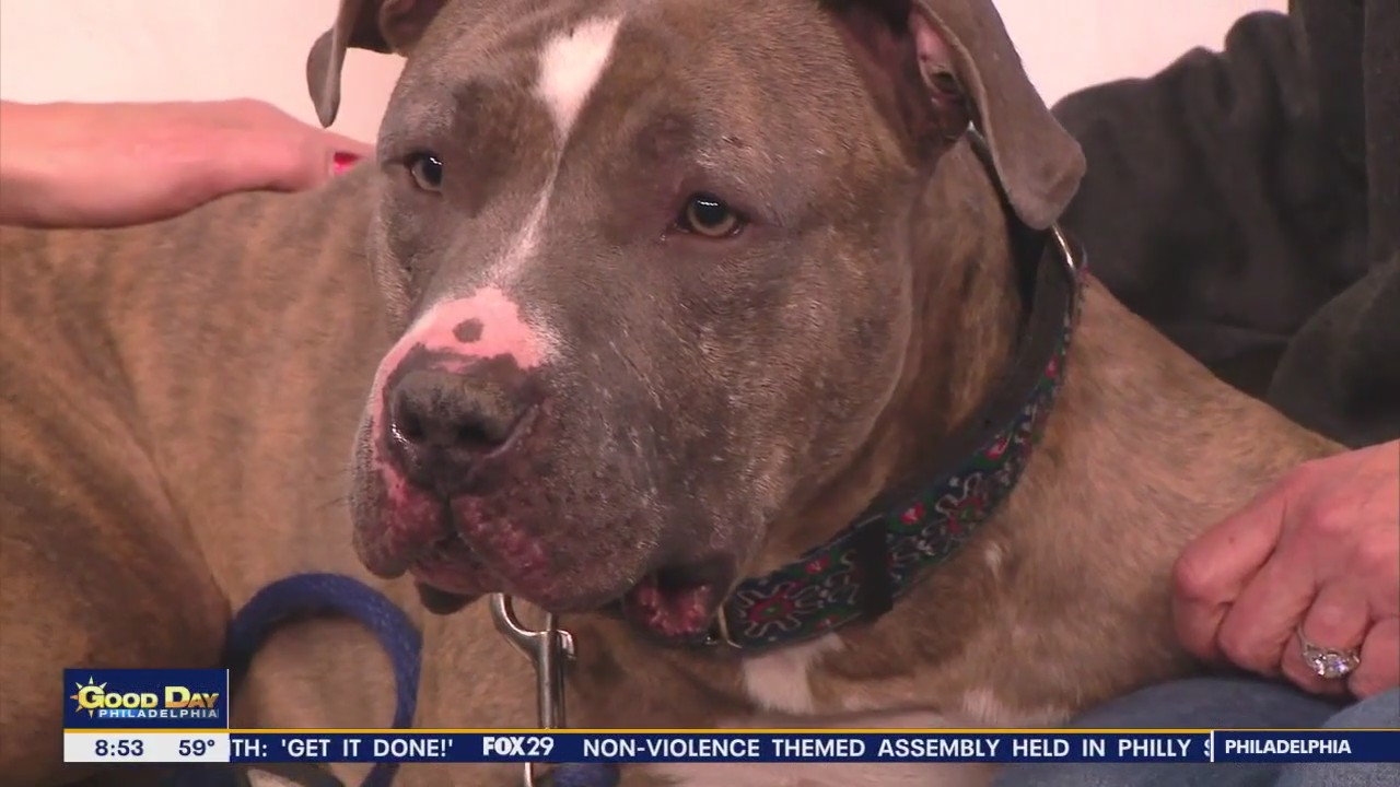 Rescue Me | Meet Rocko