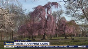 What To Expect At This Year's Cherry Blossom Festival