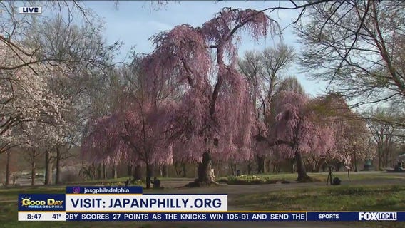 What To Expect At This Year's Cherry Blossom Festival