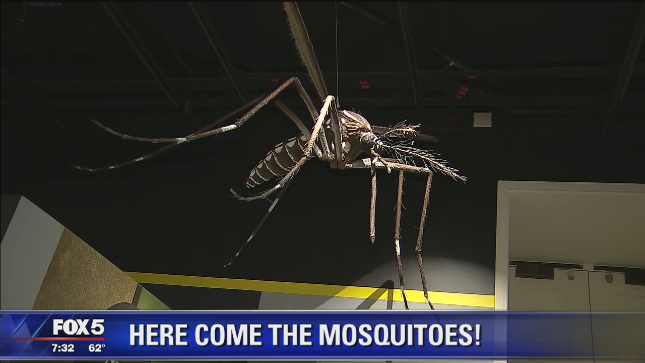 Michael Roffe Mosquitos Here come the mosquitoes! | FOX 5 DC