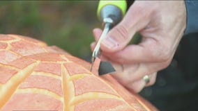 Meet a professional pumpkin carver