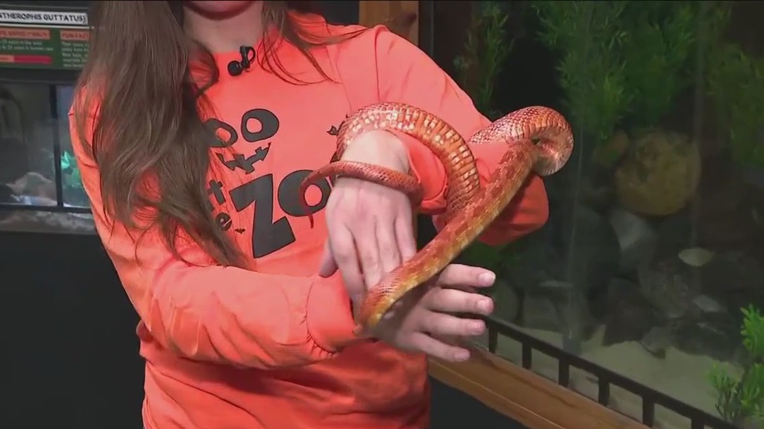 Say hello to Phoenix the corn snake