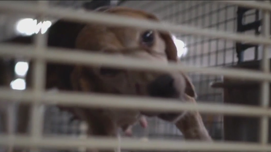 Ridglan Farms dog breeding license update