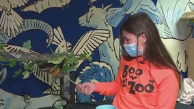 Fruit bat at 'Boo at the Zoo'