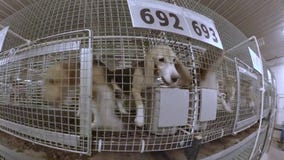 Breeder to give up license, avoid criminal charges