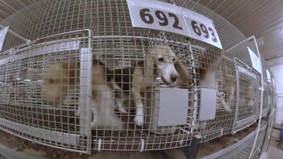 Breeder to give up license, avoid criminal charges