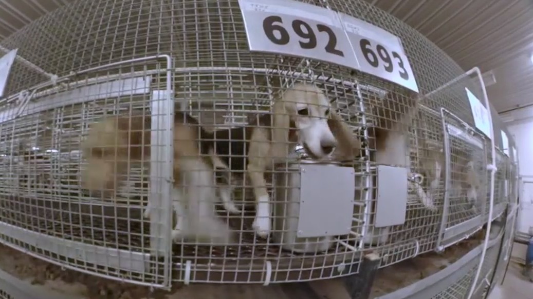 Breeder to give up license, avoid criminal charges