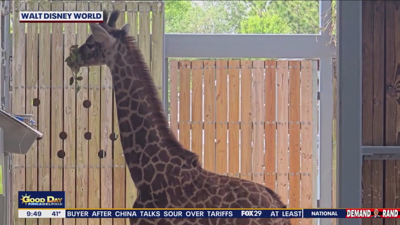 Meet Tucker: Disney's Animal Kingdom welcome new baby giraffe