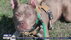 Rescue Me | Meet Lammy