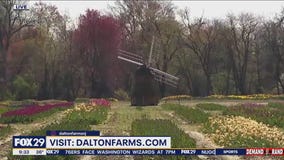 It's Tulip Season At Dalton Farms