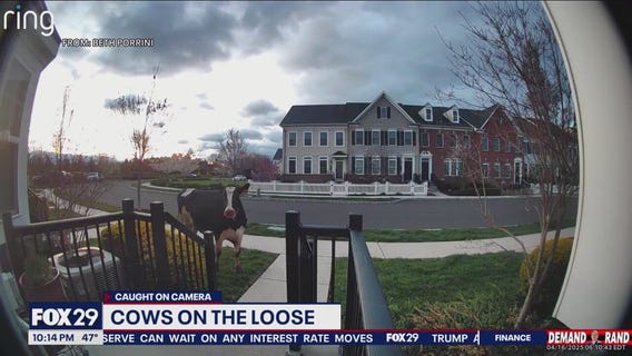 Cows run free in Bucks County, spooked by stormy weather