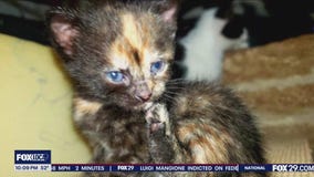 Woman devastated after her cat is shot