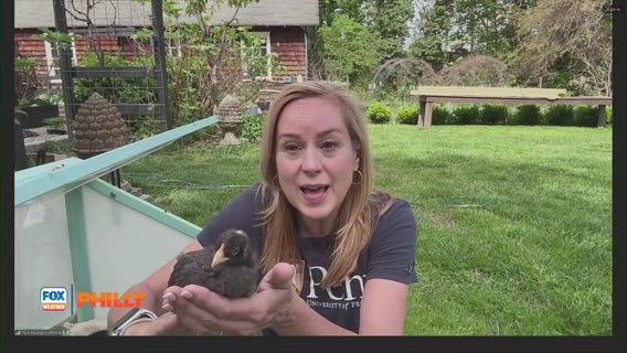 Tuesdays with Toni: Battery cage eggs vs. cage free eggs| FOX Weather Philly