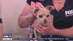 Rescue Me | Meet Delores