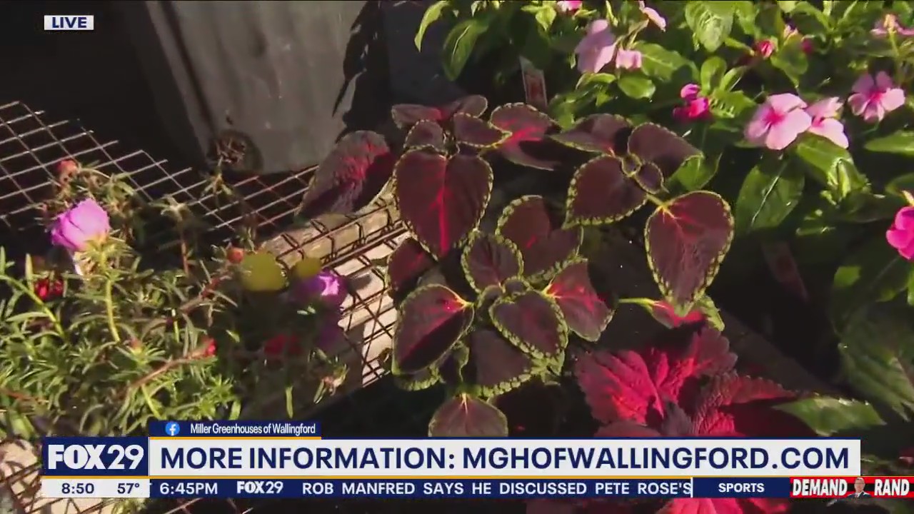 Plant Shopping In Delaware County