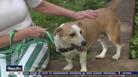 Rescue Me | Meet Atlas