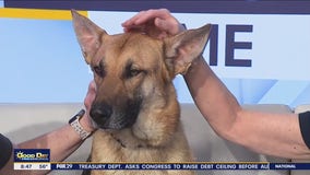 Rescue Me | Meet Tokyo Drift