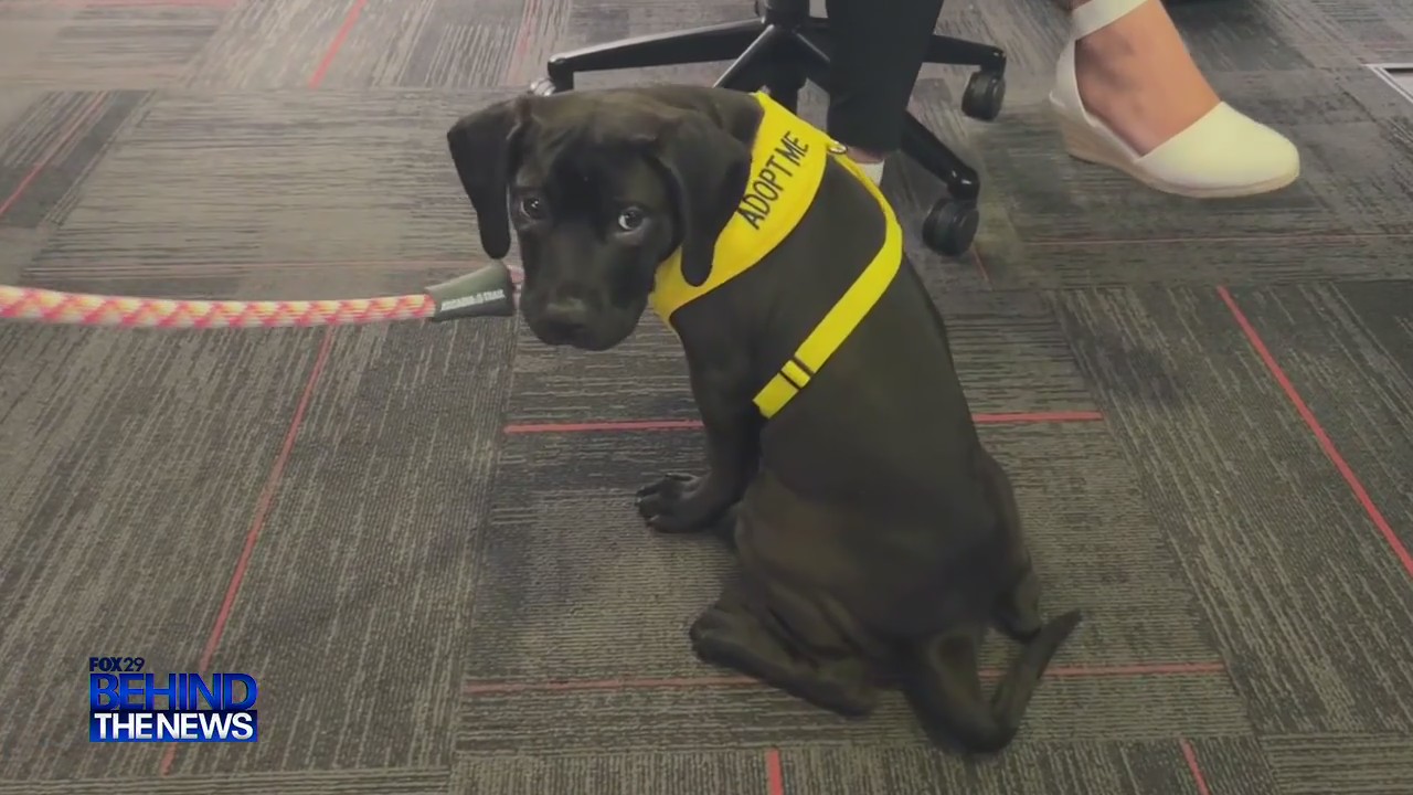 FOX 29  Behind The News: A pup named Hank