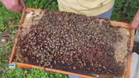Beekeeper Paul Niemczura talks about health of local bees