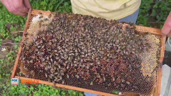 Beekeeper Paul Niemczura talks about health of local bees