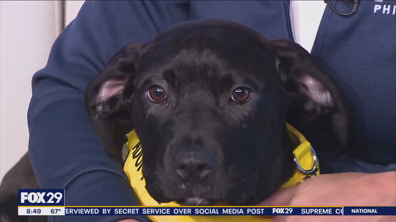 Rescue Me | Meet Hank | FOX 29 Philadelphia