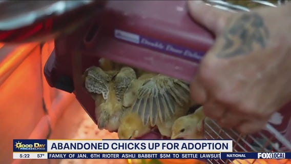 Thousands of chicks up for adoption after being abandoned in truck in Delaware