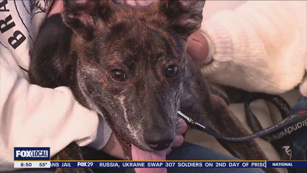 Rescue Me | Meet Jeanette