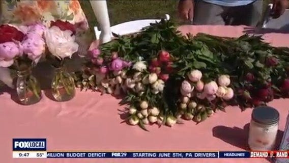 Time Is Running Out To Enjoy Peonies