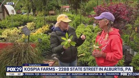 Kospia Farms In Lehigh County