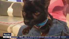 Rescue Me | Meet Marco