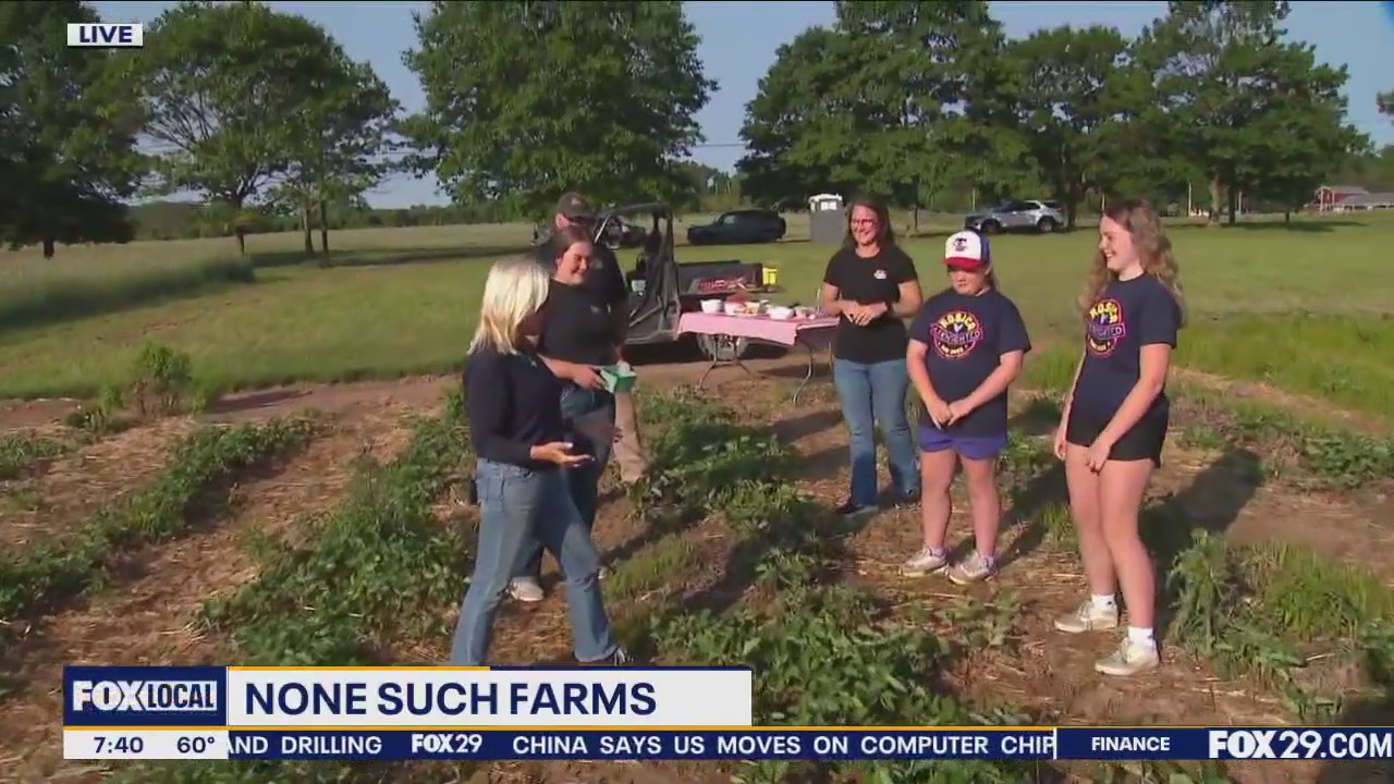 Picking Strawberries In Bucks County