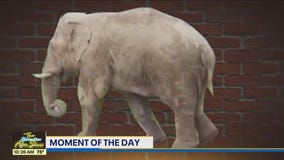 Moment of the Day: Elephants in the Grocery Store