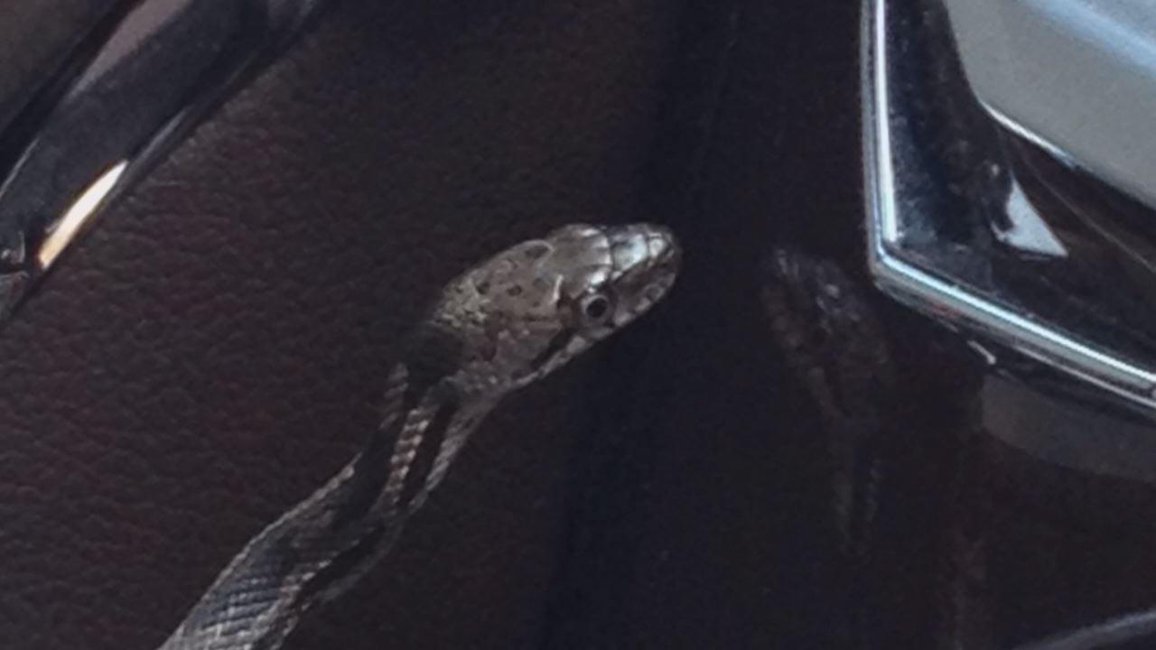 Virginia woman startled by snake after it slithers through her car's air vent while driving