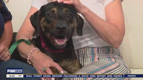 Rescue Me | Meet Jackson