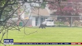 Young bear takes tour of Bucks County