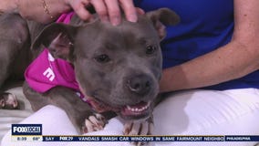 Rescue Me | Meet Shannon