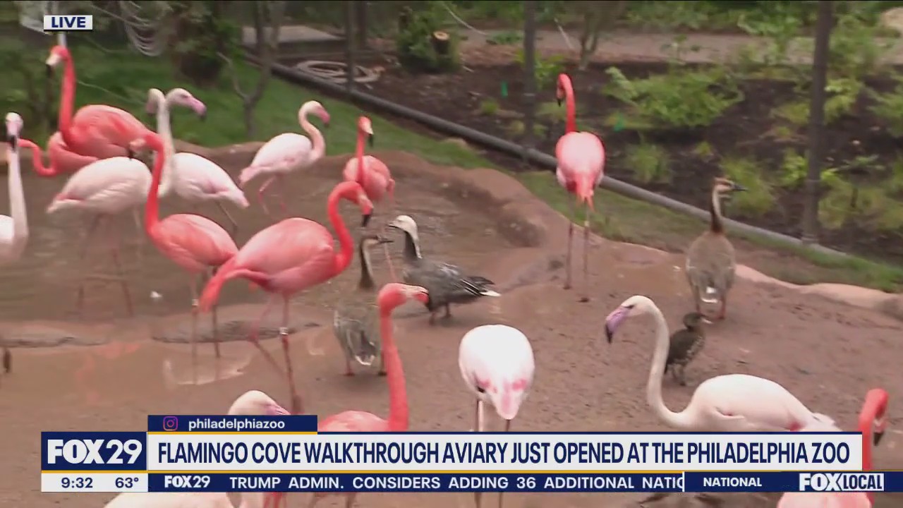 Flamingo Cove at the Philadelphia Zoo