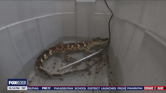 ACCT Philly sees sudden influx of exotic animals