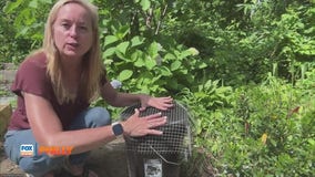 Easy tips for ridding your yard of mosquitoes, bugs | Tuesdays with Toni