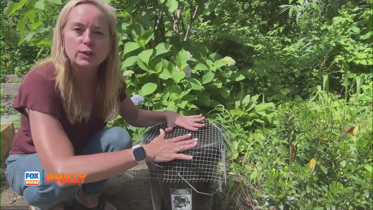 Easy tips for ridding your yard of mosquitoes, bugs | Tuesdays with Toni