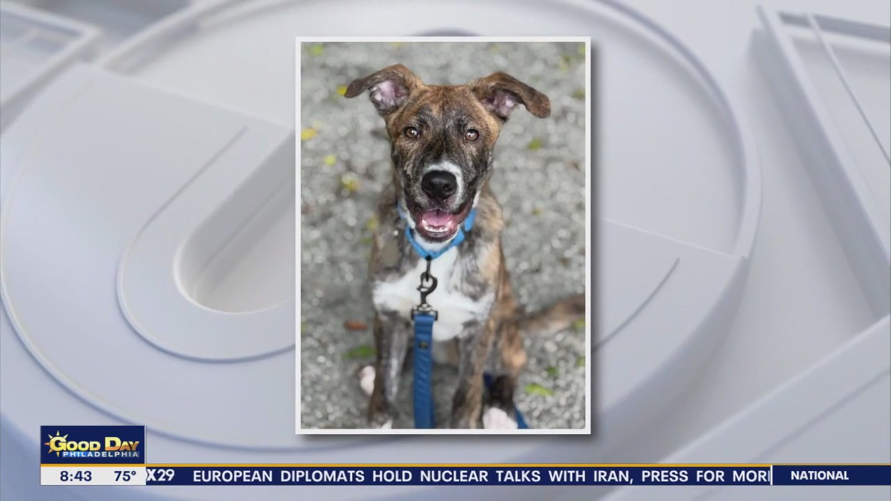 Rescue Me: Meet Ginger