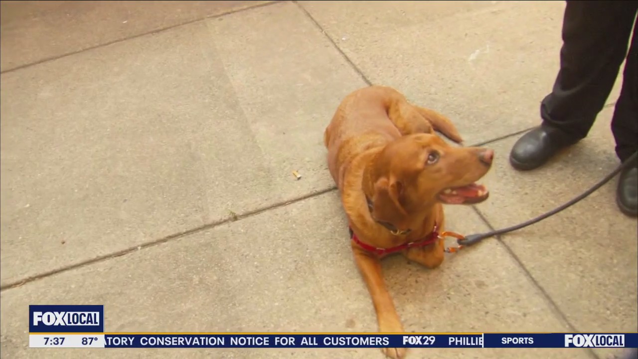 Keeping Your Pets Safe in Extreme Heat