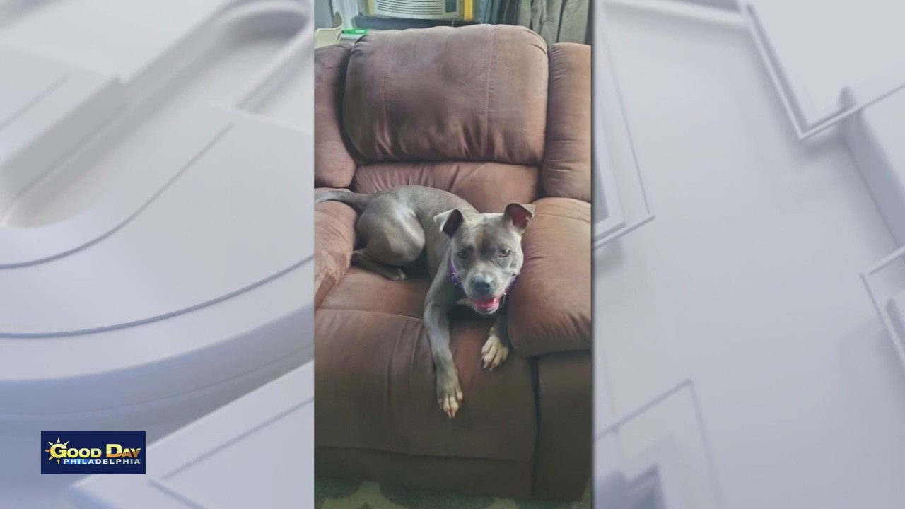 Rescue Me: Meet Cody